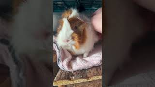 GUINEA PIG EAR RUBS #youtubeshorts #guineapig #animals #cute #pets