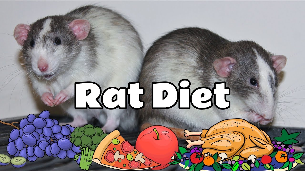 What I Feed My Rats YouTube