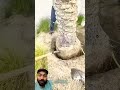 Khajoor tree plantation #shortsfeed #trending #shortsvideo #shortvideo