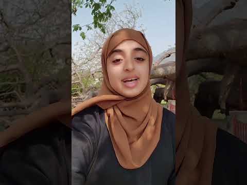 شجرة الغريب اليمنية: رحلة في عمق التاريخ والتراث