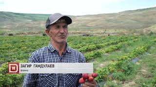В Дагестане в разгаре сбор урожая клубники