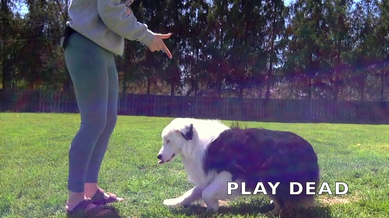 AKC Trick Dog Advanced Smack YouTube akc-trick-dog-advanced-smack-youtube