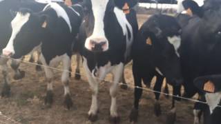 German Olvera Moon River And Las Vacas