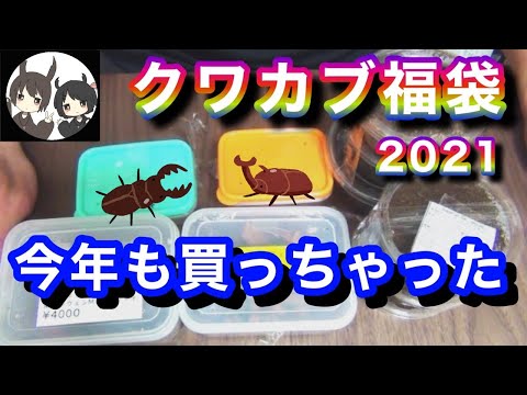 クワ品♡ EVERNOTHING ONLINE SHOP | クワガタ販売 こだわりの生体・飼育