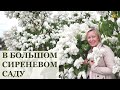 Сирень в саду / 25 сортов в одном видео / 25 varieties of lilac