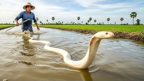 Cận cảnh đi bắt chuột kịch tính | bắt ngờ khi gặp loại rắn chuyên săn chuột 