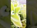 medicinal plant #medicinalplants#nirupamavlogs #shortvideo #viralshort