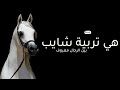 هي تربية شايب بين الرجال معروف 2025 شيلة مدح حماسيه طرب اداء متعب الخيل بدون حقوق مجانية 