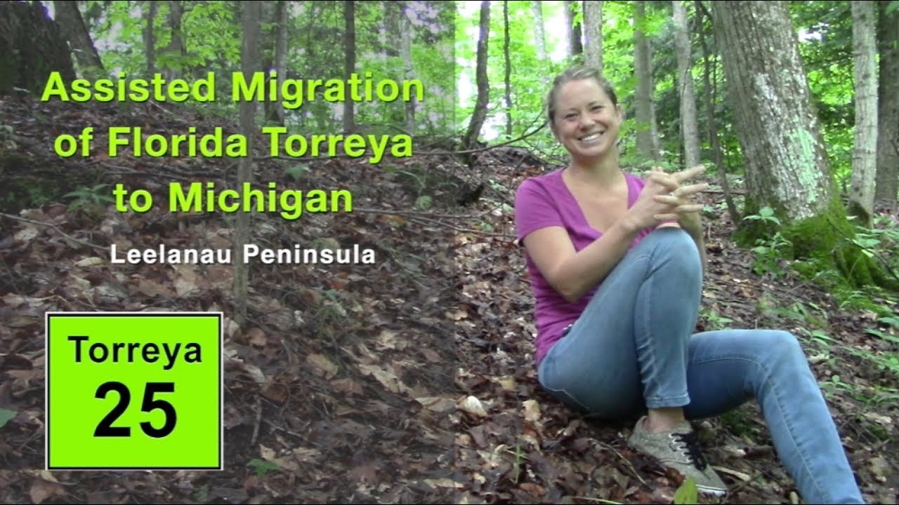 Assisted Migration of Florida Torreya to Michigan - Leelanau Peninsula