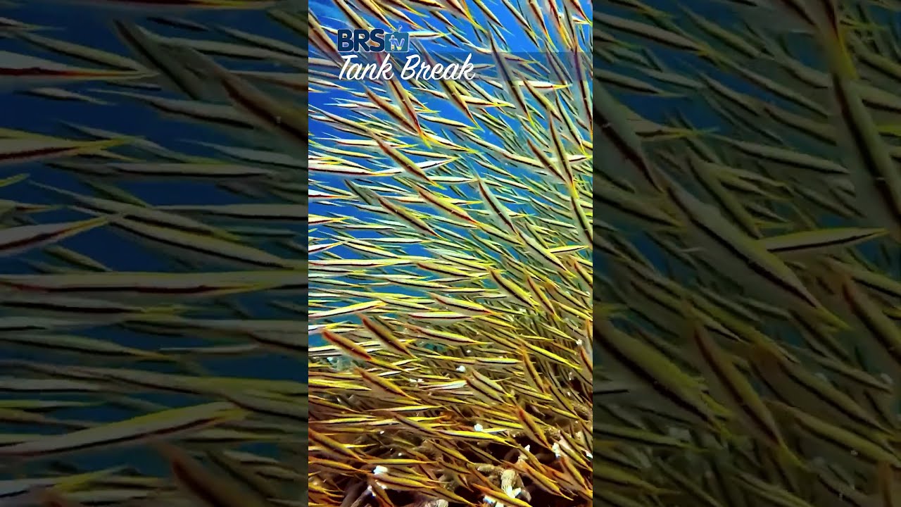 Mesmerizing