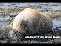 Ytri Tunga Beach - Arnastapi - Iceland