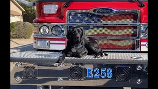 Meet Zeta: Gilbert Fire and Medical new arson dog