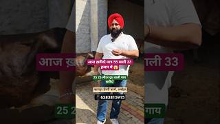 आज ख़रीदो मात्र 55 वाली मात्र 33 हजार में😱 #cattlefarming152 #cattlefarming152 #cow #dairyherd