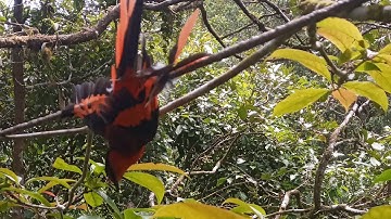 MIKAT BURUNG MANTENAN GUNUNG POIN 3 EKOR@cipungchannel8202