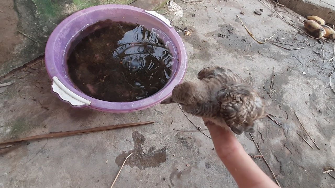 Chia sẻ Kinh nghiệm nuôi cu vằn non ( #Dân_Đam_Mê #)