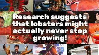Lobstering & The Maine Coast: Chapter 1