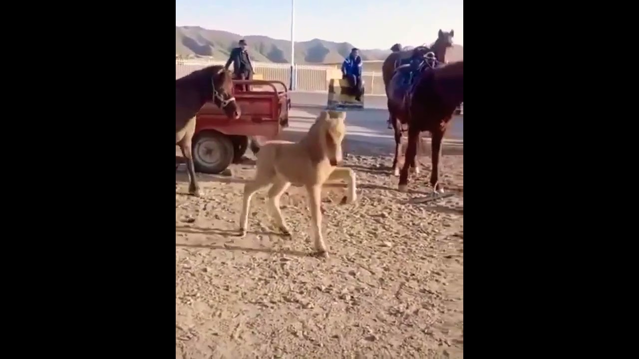 Horse kick horse | horse lover status | Mr carsho 