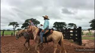 CAVALO BOM DE RÉDEA (apartação)