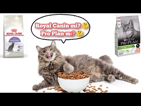 Royal Canin Kısırlaştırılmış Kedi Maması ve Pro Plan Somonlu  Kedi Mamasını Pisilerim İle Denedik