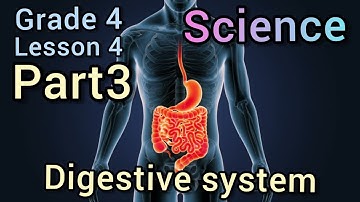 concept 1-1lesson 4 |digestive system  part 2 | Small & large intestine  |الامعاء الدقيقه والغليظه
