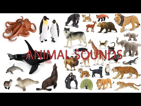 Video Tiếng kêu các con vật /Animal sounds - youtube