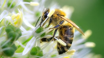 How To Edit Macro Photos In Adobe Lightroom