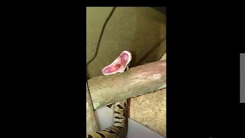 Ball Python Snake Eating a Mouse In SLOW-MOTION - 2017 - WSHH