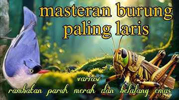 Masteran burung paling laris 🔥🔥 rambatan paruh merah dan belalang emas