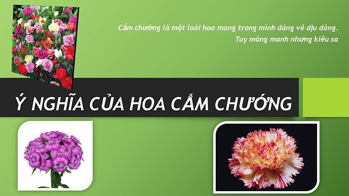 Hoa cẩm chướng còn gọi là hoa gì năm 2024