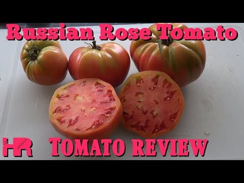 Wideo: Tomato Ilya Muromets: zdjęcie z opisem odmiany, cechami, recenzjami