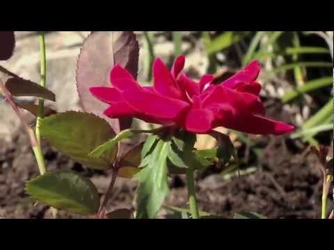 How To Plant Roses