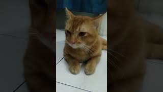 Download Lagu MALU MALU KUCING 😻 MP3