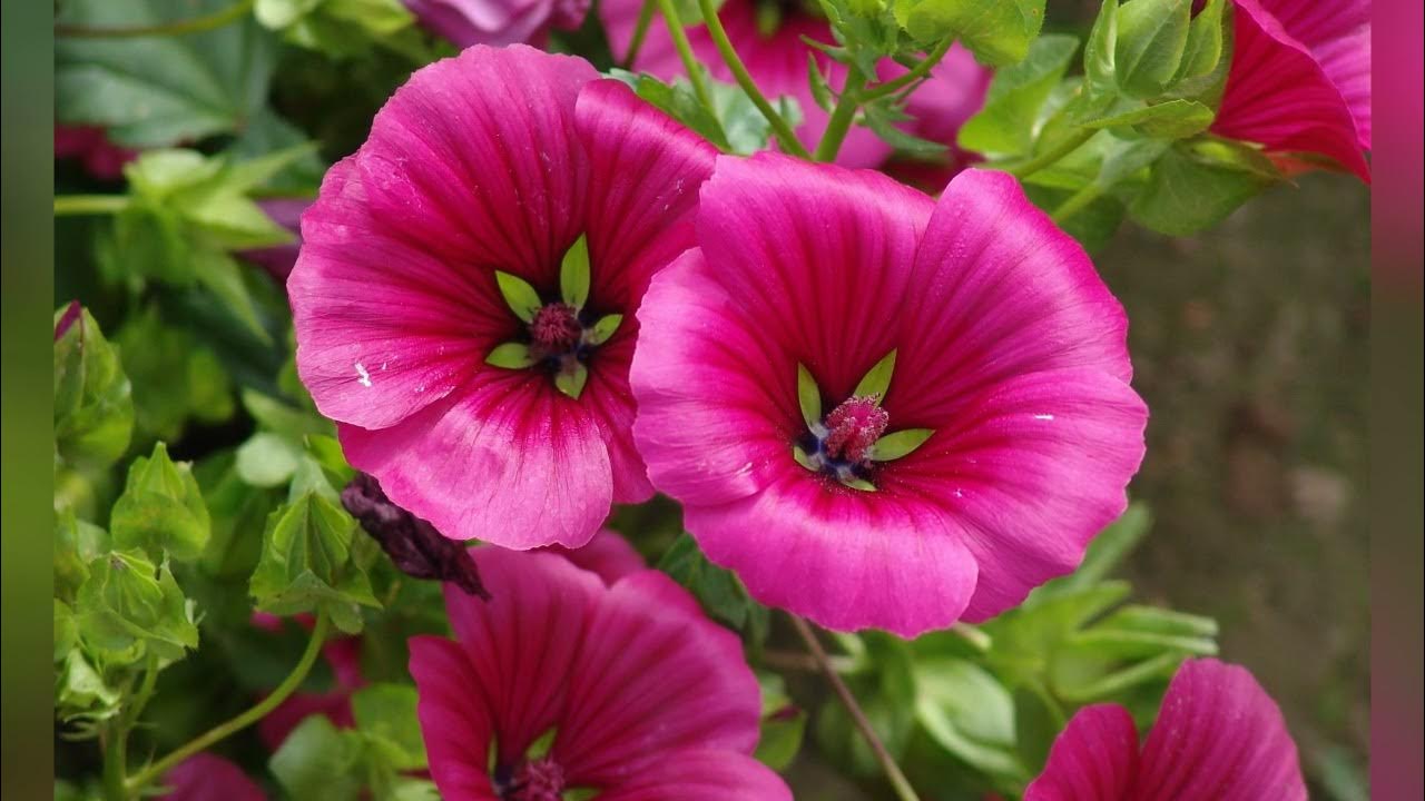 Малопа цветок фото. Малопа всходы. Лаватера малопа. Малопа цветок. Малопа описание.