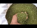 Mung bean plantation and harvest