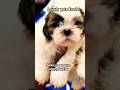 Shihtzu puppies in erode 7010786036. #pets #trendingshorts #shihtzus #puppy #labrador #funny #cute