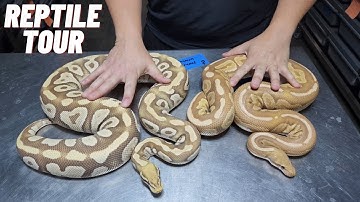 Reptile TOUR | $300,000 of ball pythons | Monarch | Ultramel | Desert Ghost | Sunset - VLOG 3