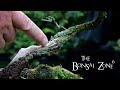 Sprucing Up my Bird's Nest Spruce Bonsai, The Bonsai Zone Aug 2019