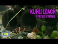 Kuhli Loach species profile.