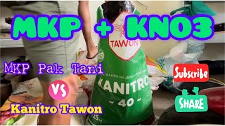 Pemupukan Bibit Sawit MKP   KNO3 Umur 6 bulan