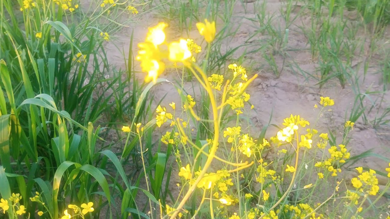 Hiba bukhari Official is live!