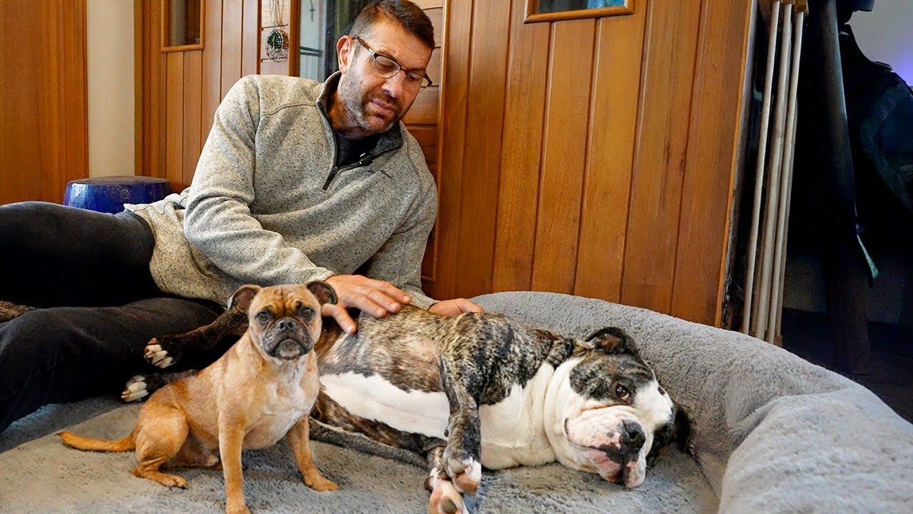 We Didn’t Know If These Dogs Would Make It