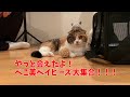 【子猫】やっと会えたよ！ぺこ美ベイビーズ１年ぶりの再会！！【スコティッシュフォールド】