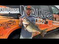 One of the largest bass caught in texas history 1510