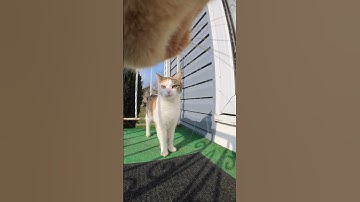 Cats with cameras unhinged!💀 #youtubeshorts #cat #viral #asmr #insta360