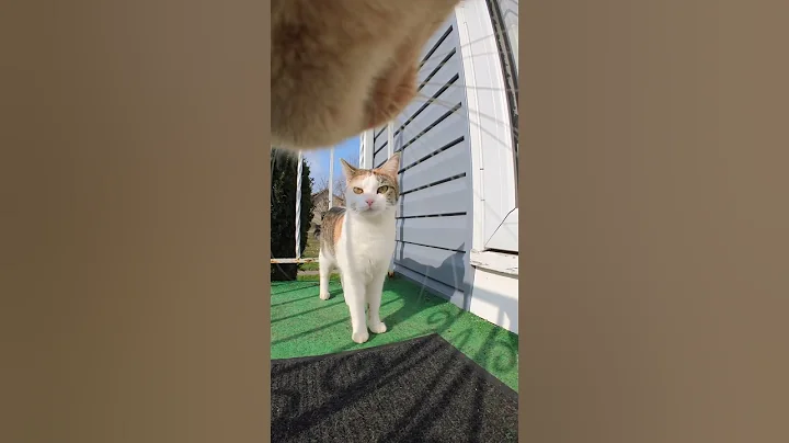 Cats with cameras unhinged!💀 #youtubeshorts #cat #viral #asmr #insta360