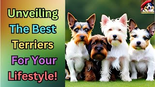 Top 12 Most Popular Terrier Dog Breeds. A Comprehensive Guide!
