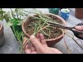 How to Grow Portulaca from Cuttings | Moss Rose
