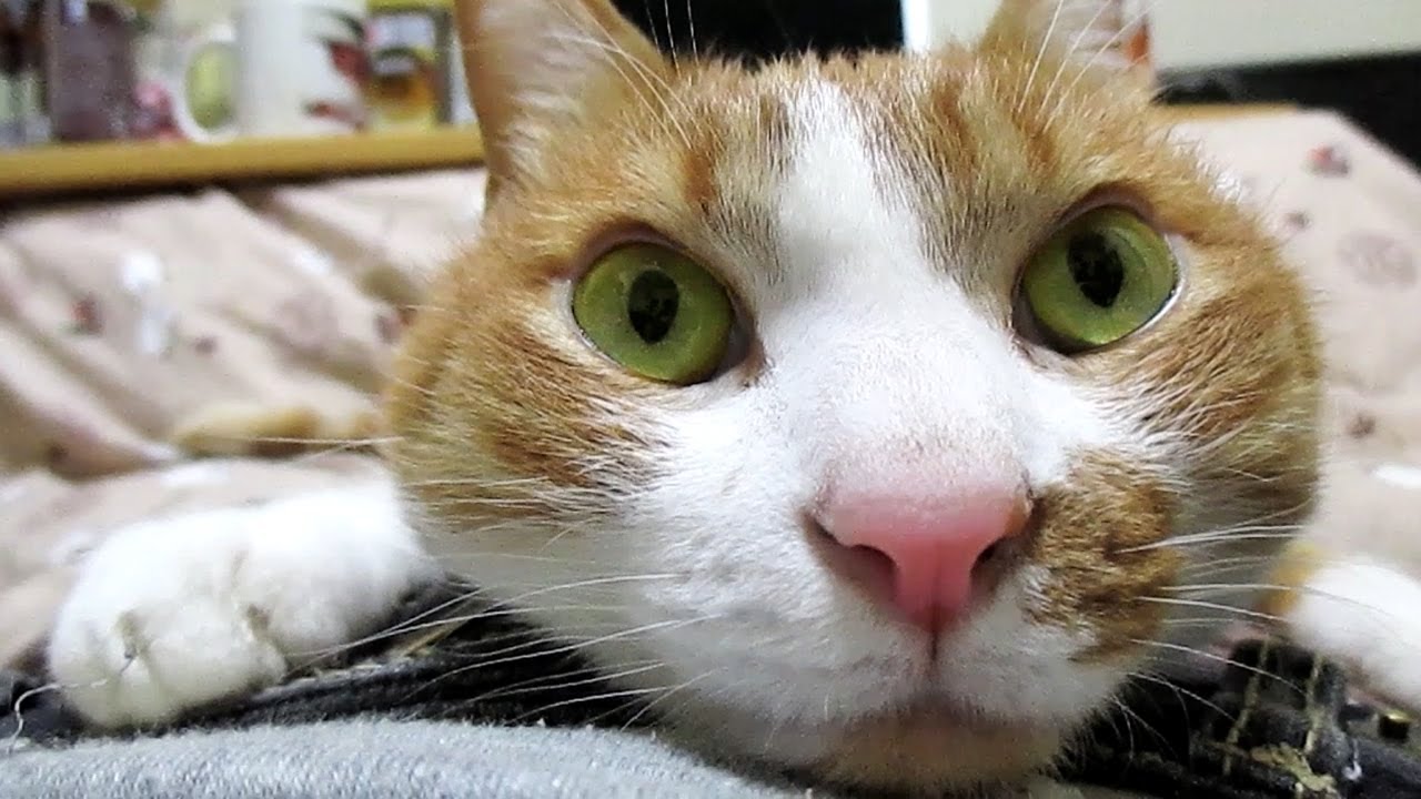 カメラに顔でアピールする猫〜ゴロゴロ･鼻息も荒く大接近！【茶トラ猫 マック】-Face up of the orange tabby cat