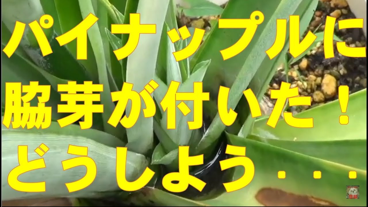 成長過程のパイナップルに脇芽が付いた Youtube