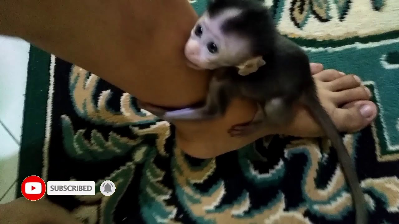 Anak Monpay lucu nangis ditinggalin || baby monpay || monyet pantai